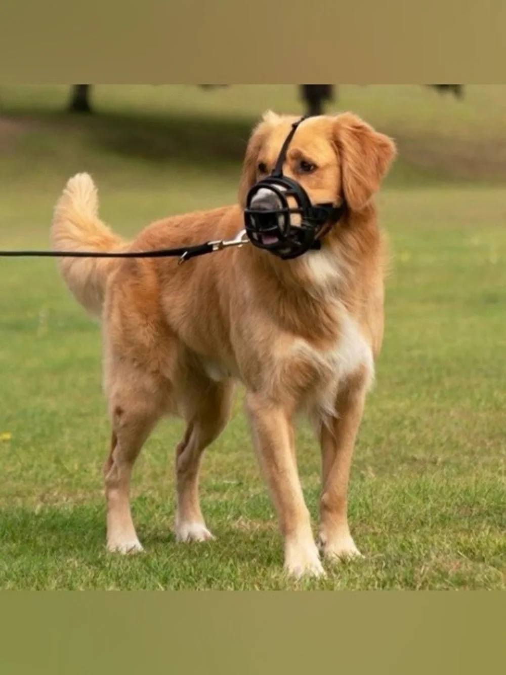 Baskerville Ultra Dog Muzzle Black, Comfortable Basket Muzzle Size 4